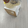  A Little Sparrow